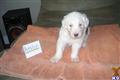 Old English Sheepdog